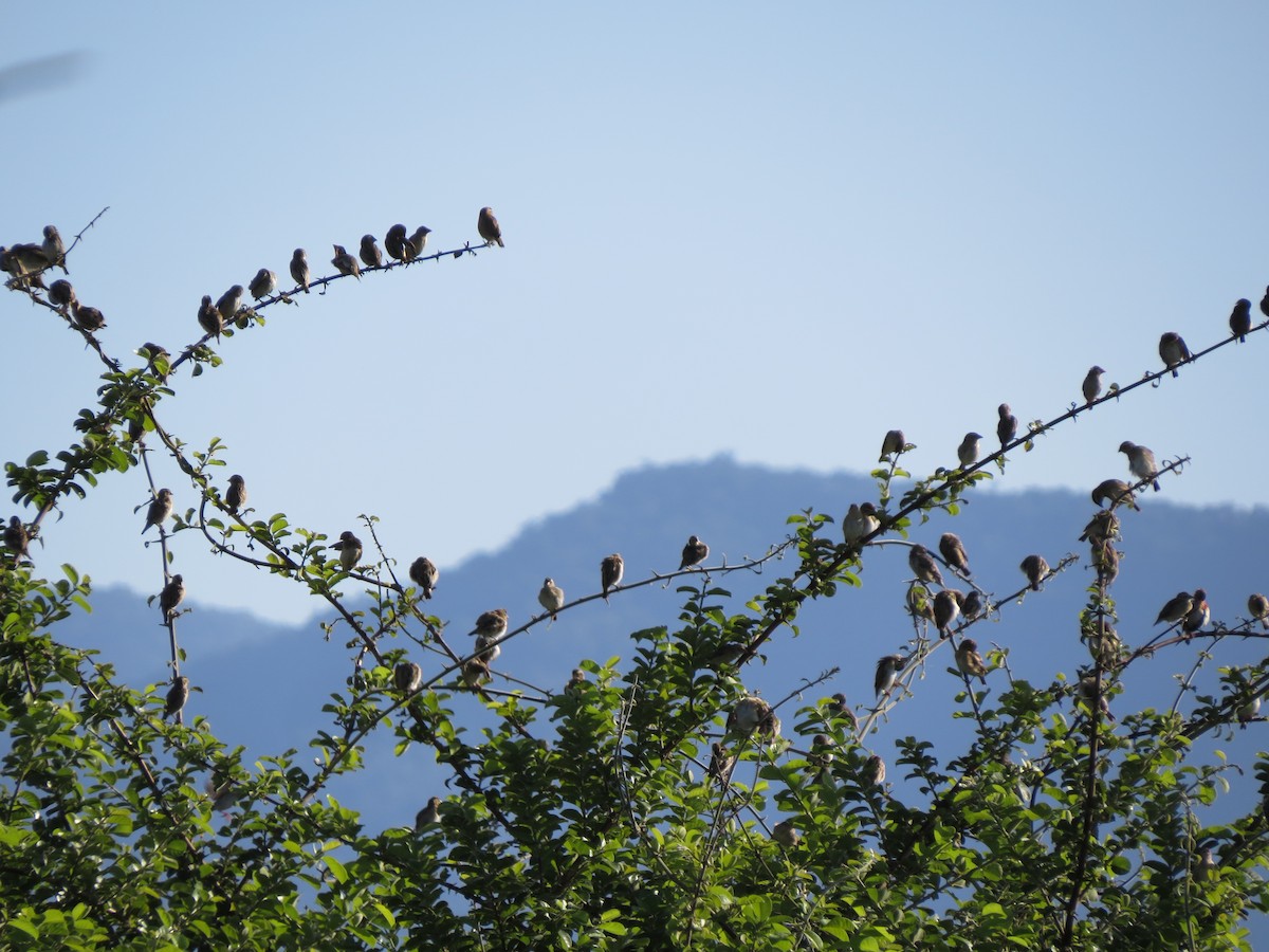 Red-billed Quelea - Christian Cholette