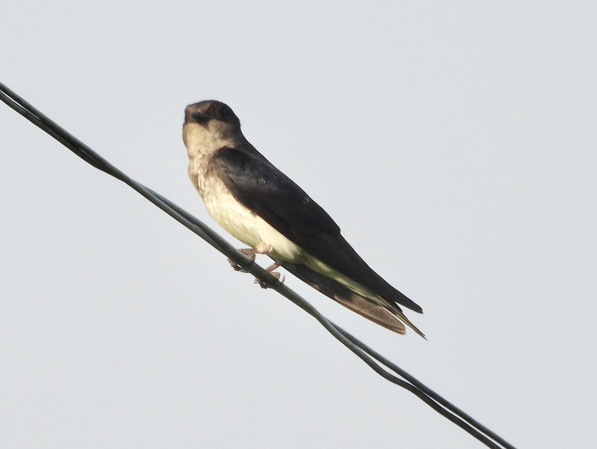 Gray-breasted Martin - ML162941761