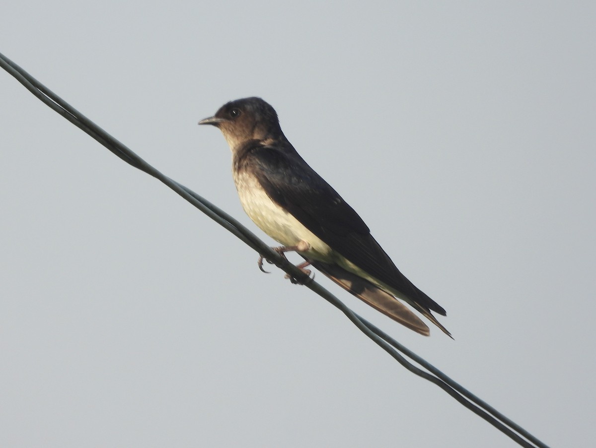 Gray-breasted Martin - ML162941771