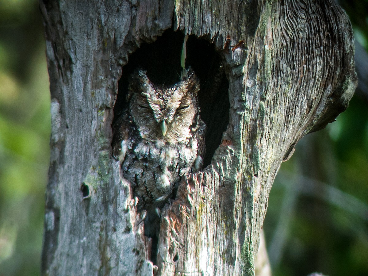 Peruvian Screech-Owl - ML162942831