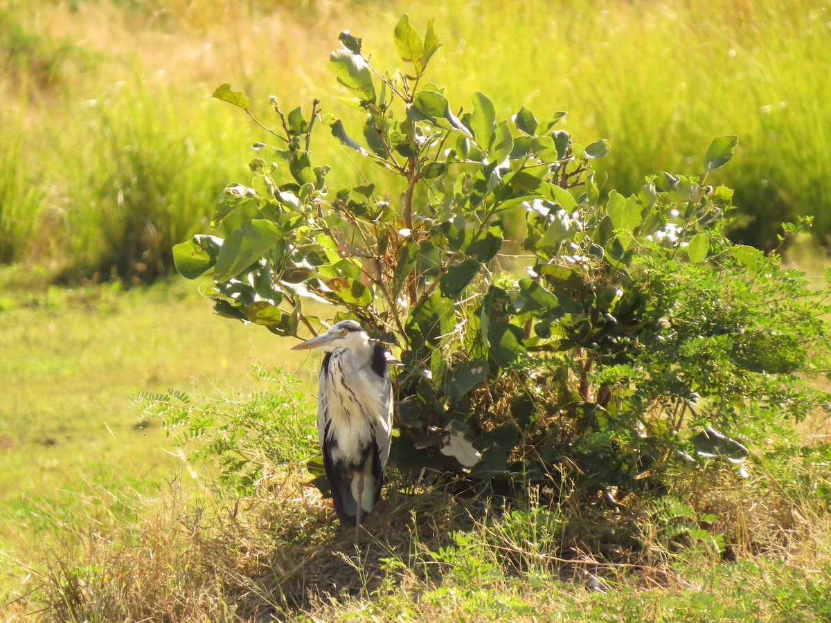 Gray Heron - ML162943181