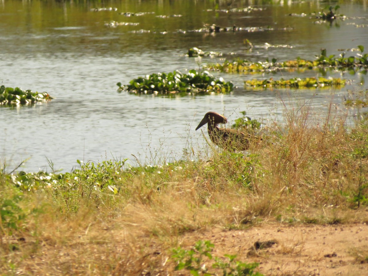 Hamerkop - ML162943321