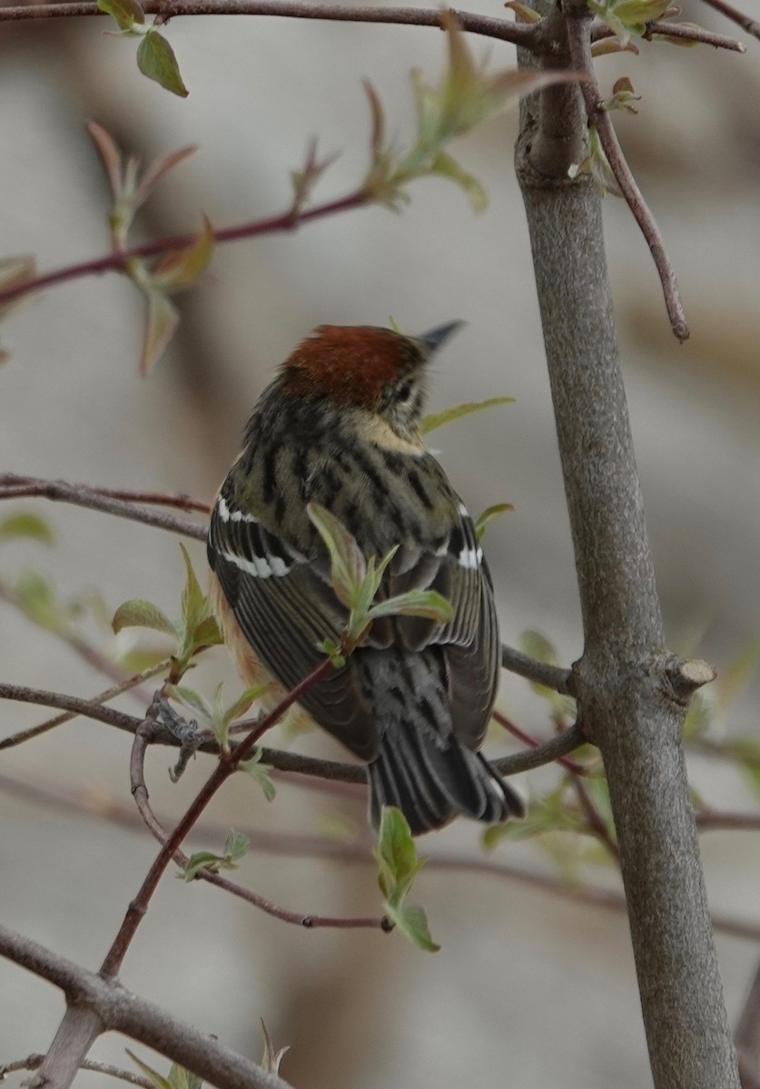 Bay-breasted Warbler - ML162943781