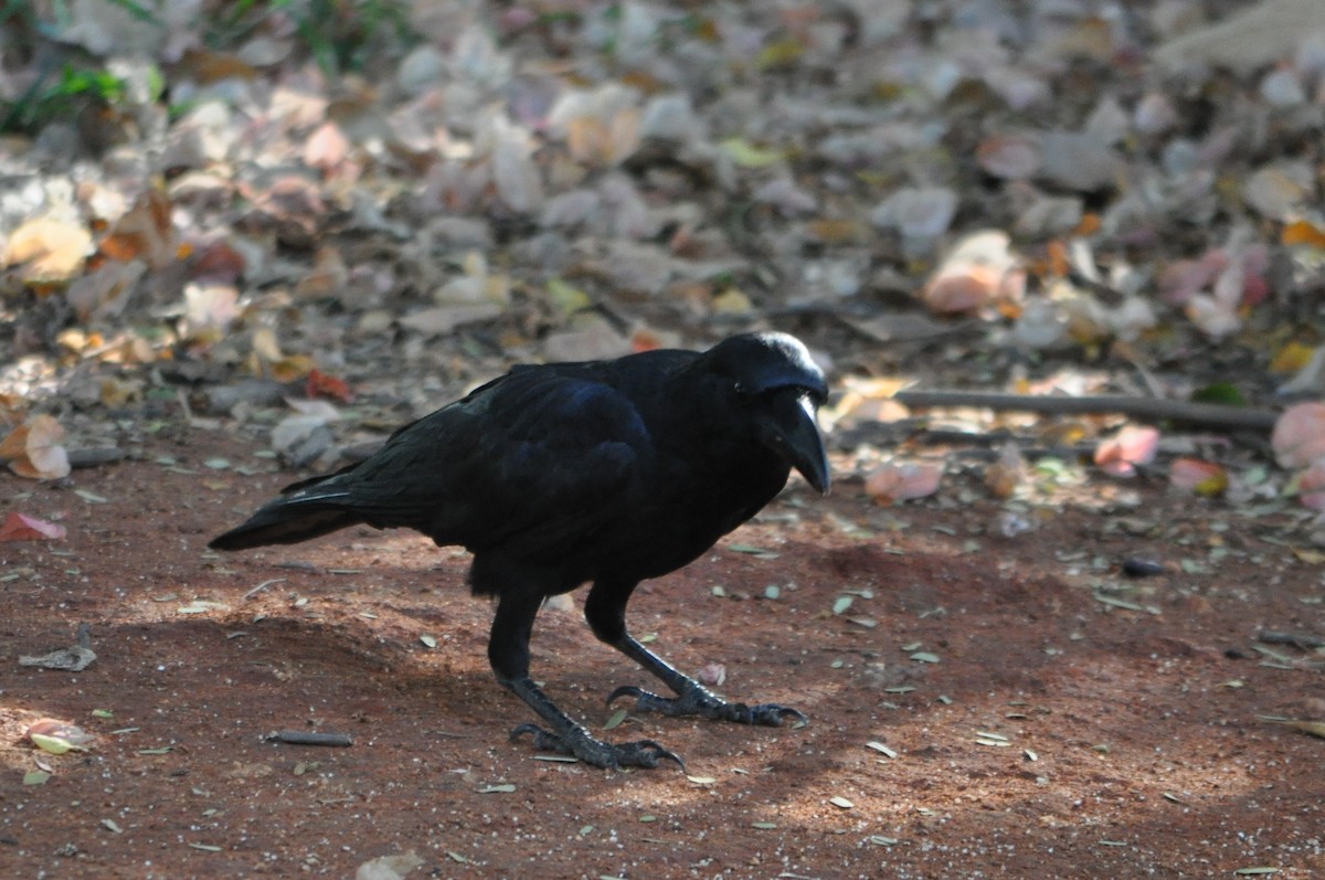 Large-billed Crow - Sajeev Krishnan