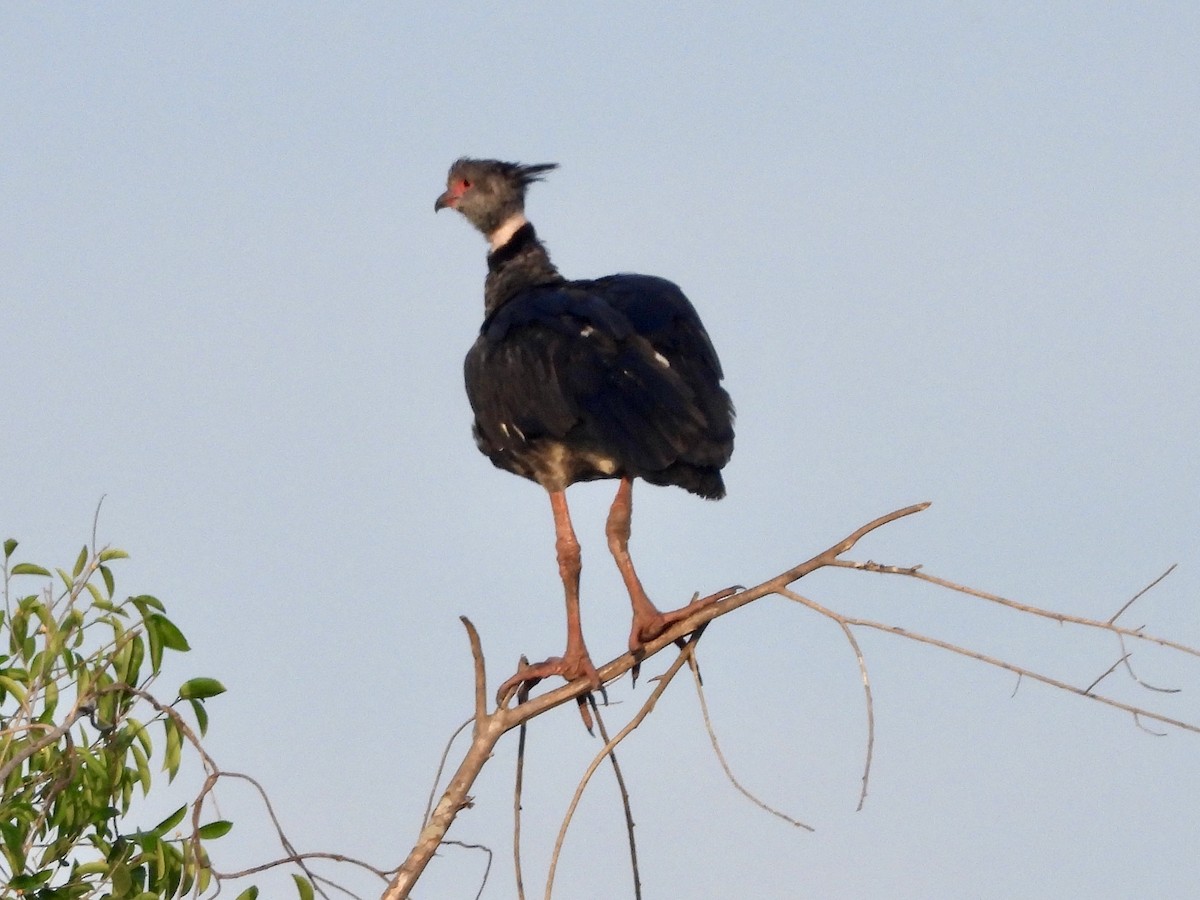 Southern Screamer - ML162944231