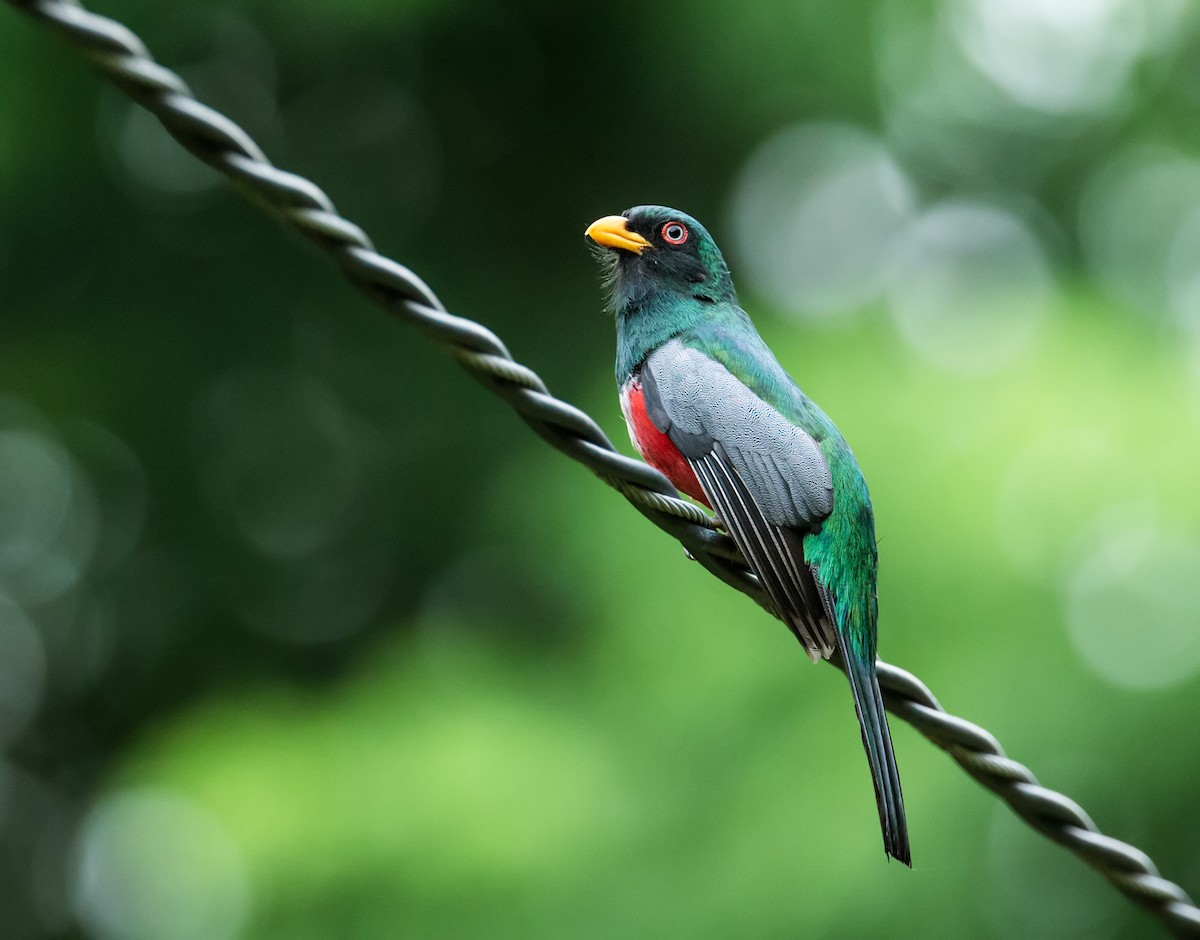 Ecuadorian Trogon - Nick Athanas