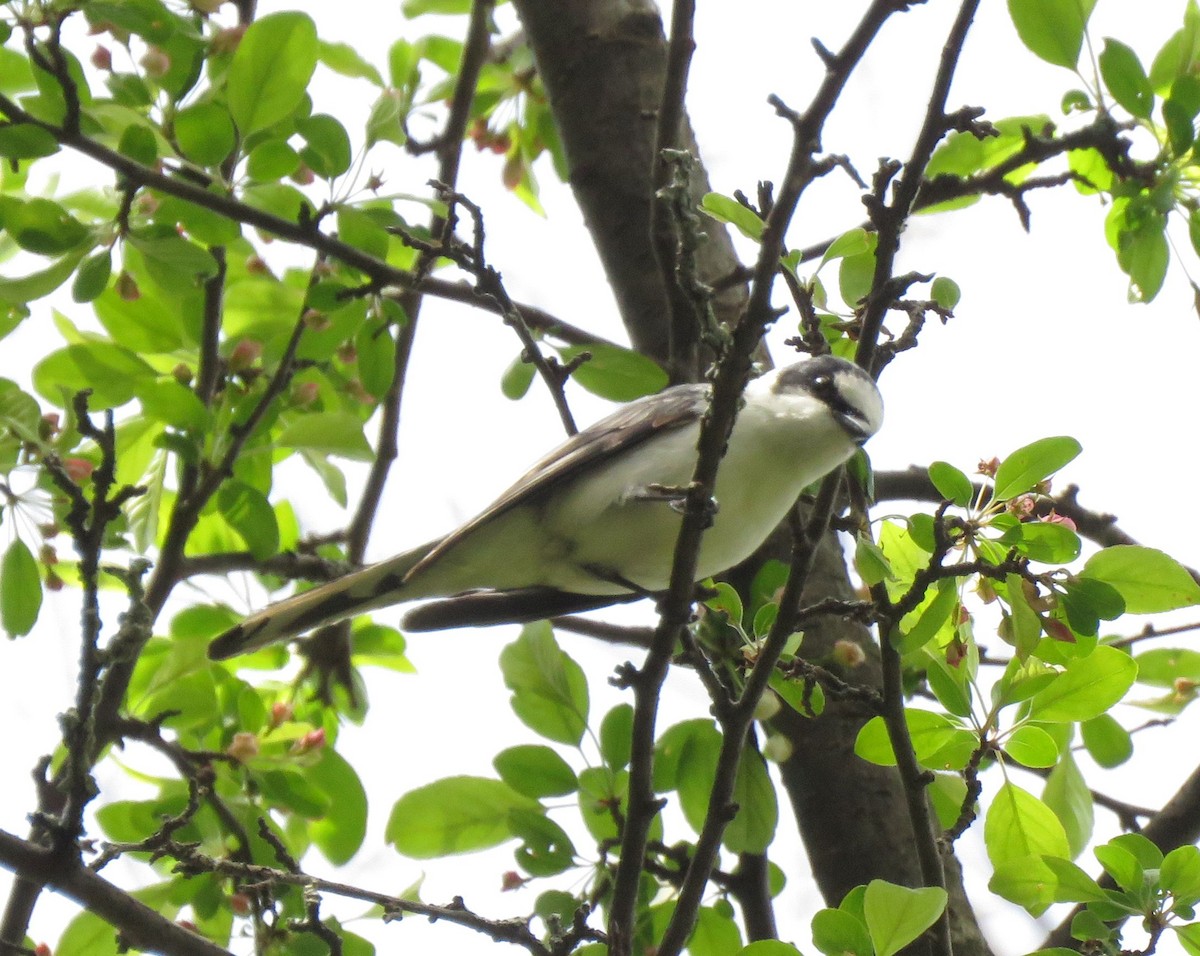 Minivet cendré - ML162944701