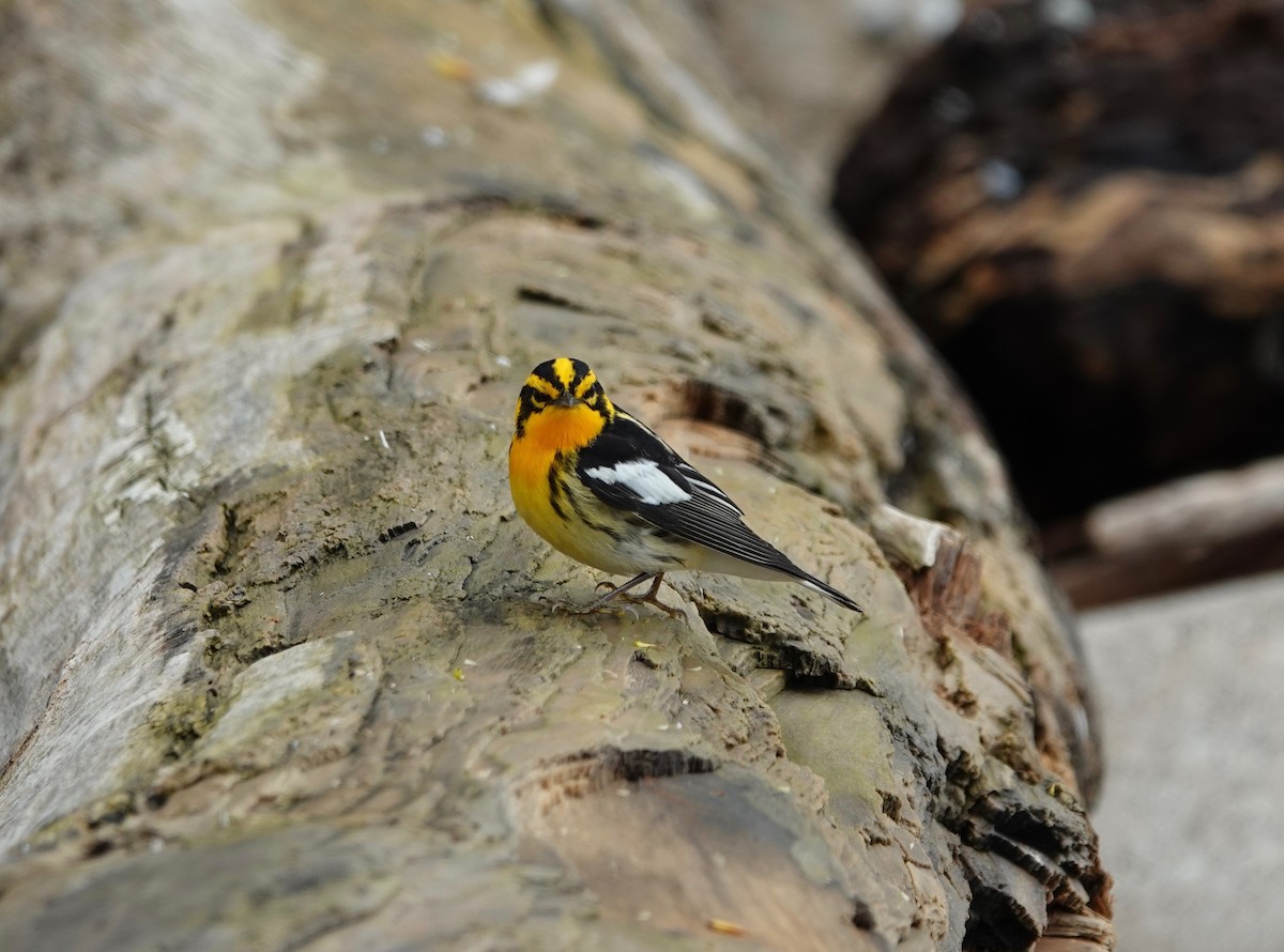 Blackburnian Warbler - ML162944731