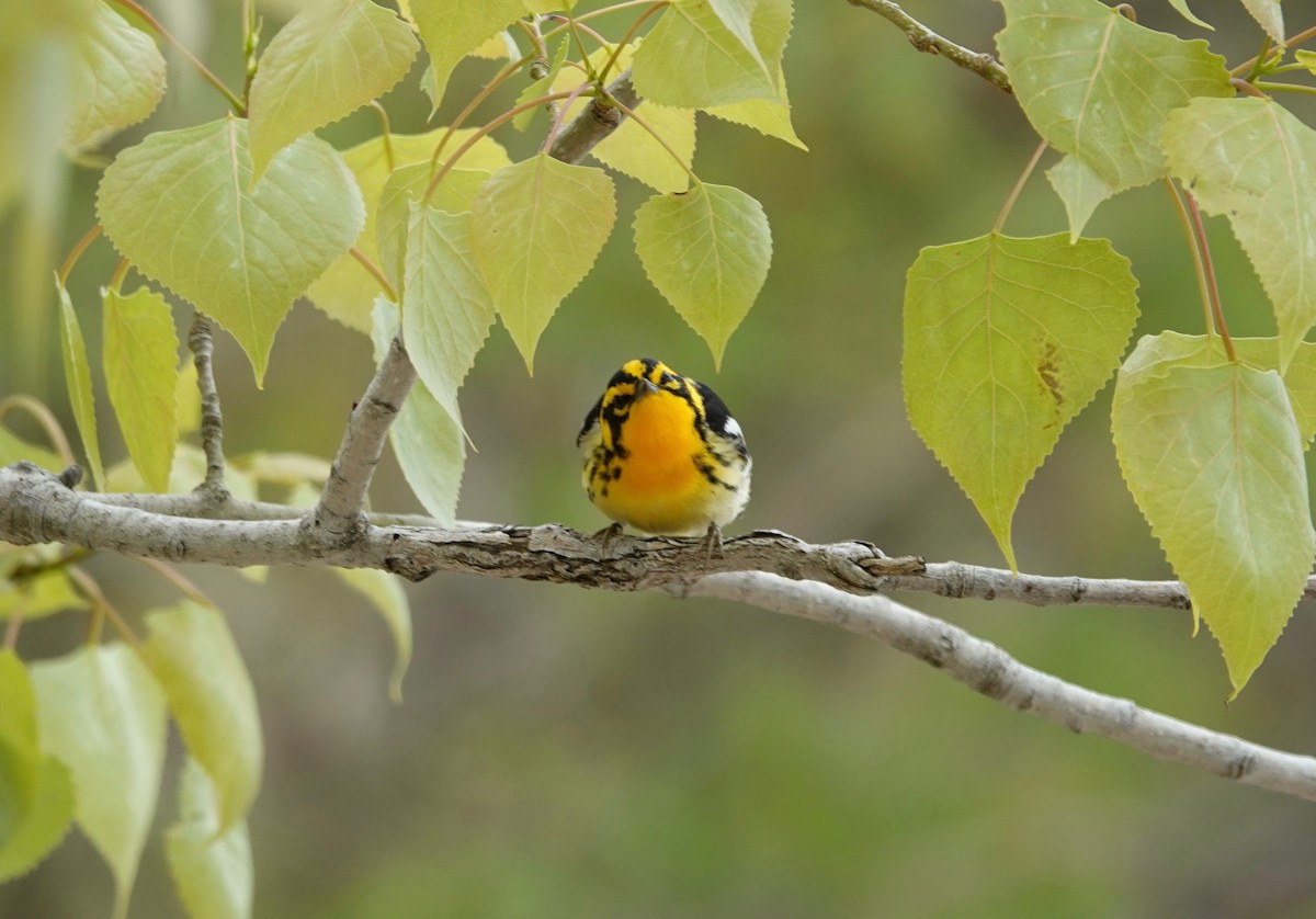 Blackburnian Warbler - Dave Ebbitt