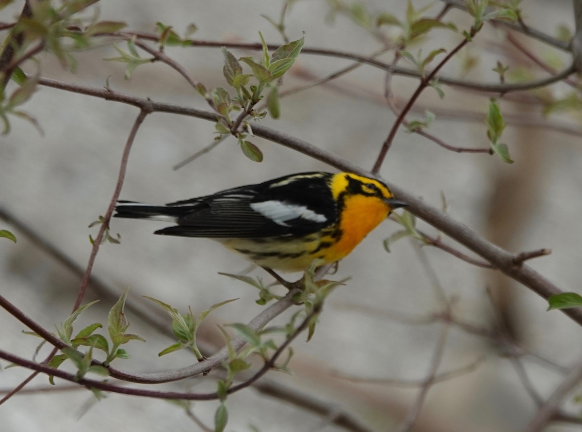 Blackburnian Warbler - ML162944821