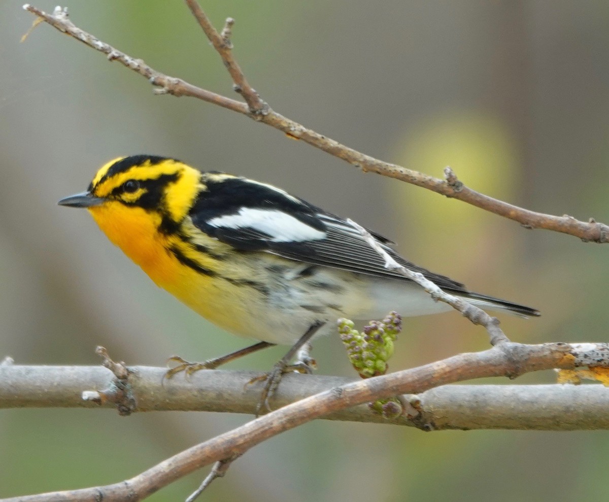 Blackburnian Warbler - ML162945041