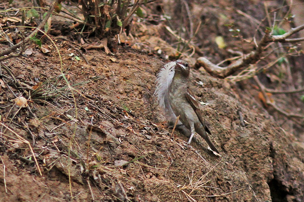 Yellow-throated Sparrow - ML162946251