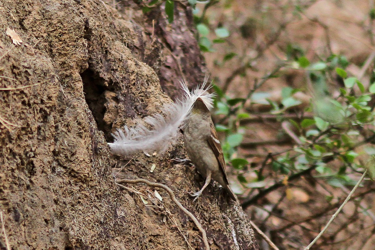 Moineau à gorge jaune - ML162946261