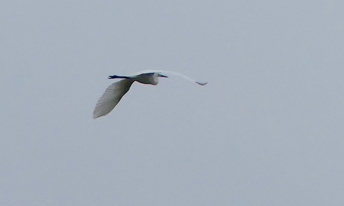 Great Egret - Toby Phelps