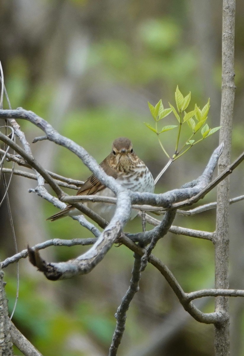 Swainson's Thrush - ML162947791