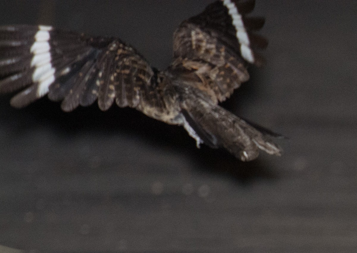 White-tailed Nightjar - William Stephens