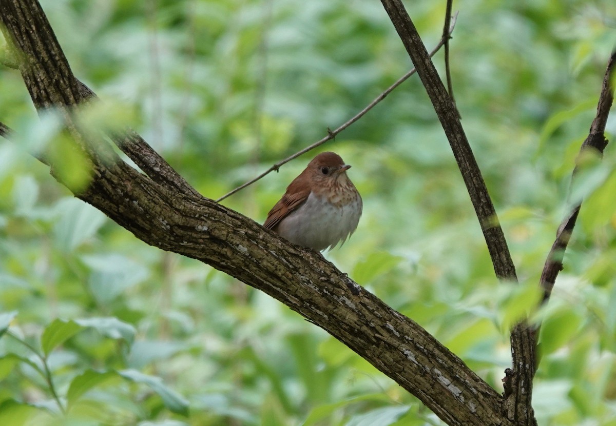 Veery - ML162948141