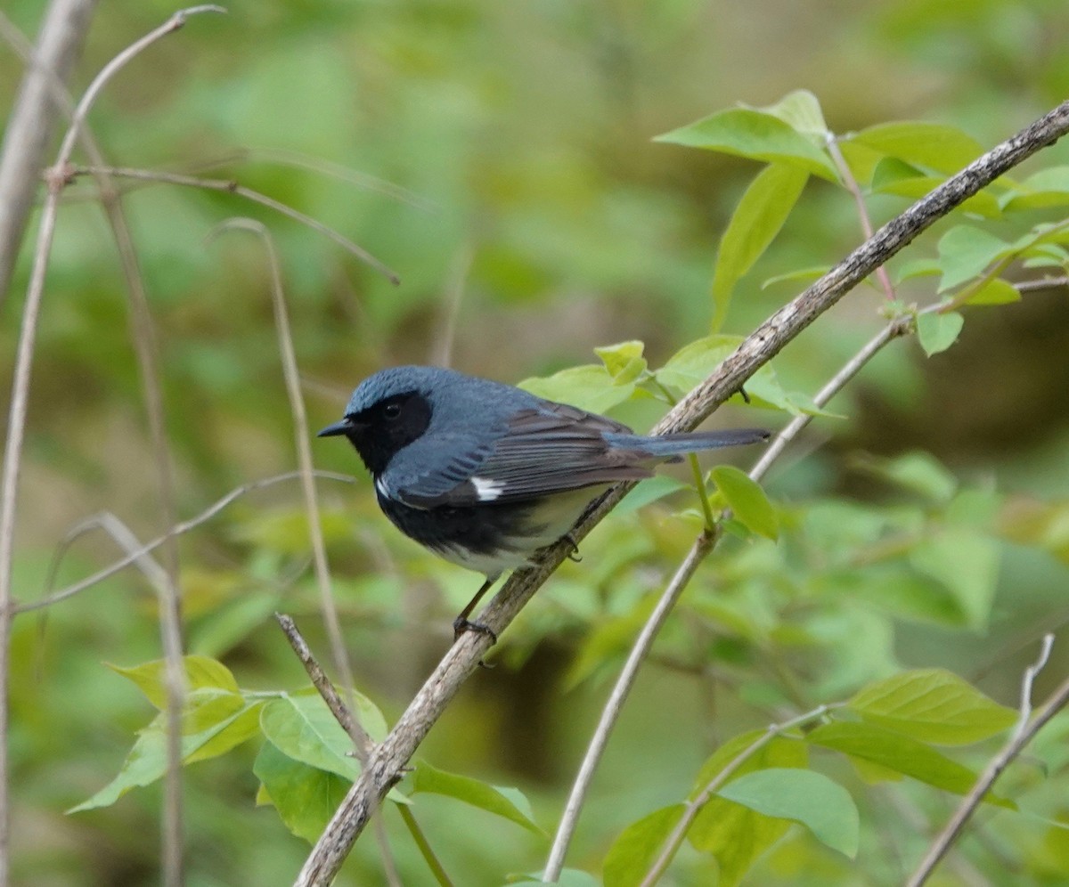 Black-throated Blue Warbler - ML162948341