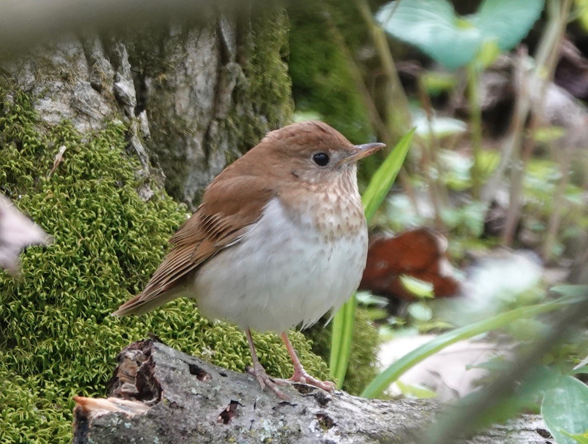 Veery - ML162948751
