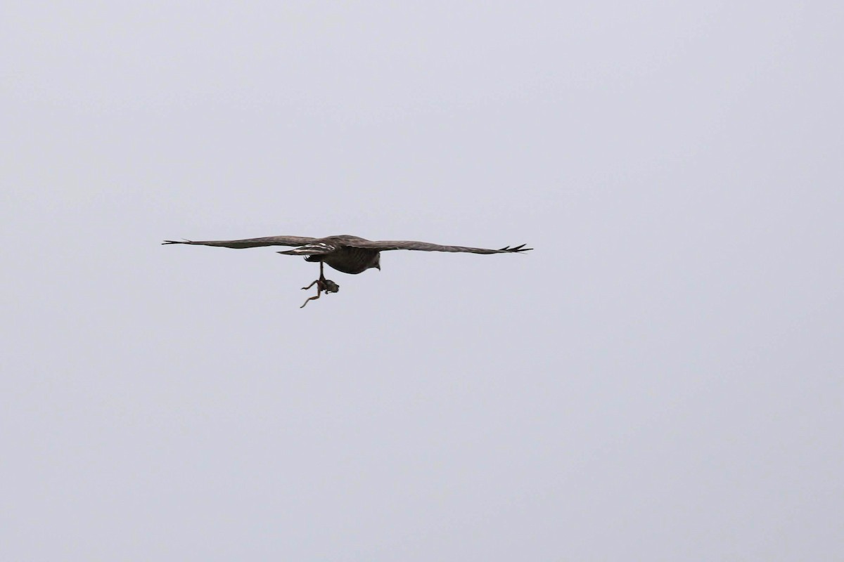 Broad-winged Hawk - ML162948991