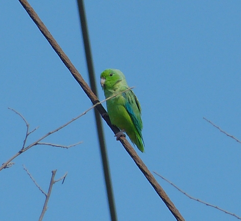 Green-rumped Parrotlet - ML162949221