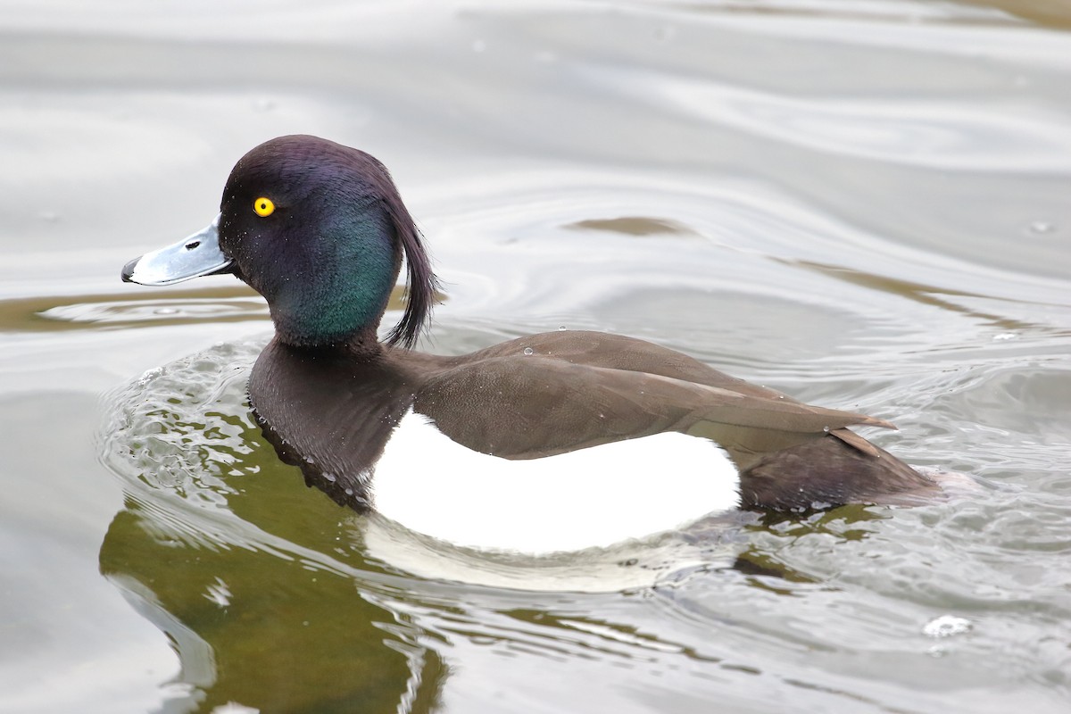 Tufted Duck - Shawn Miller