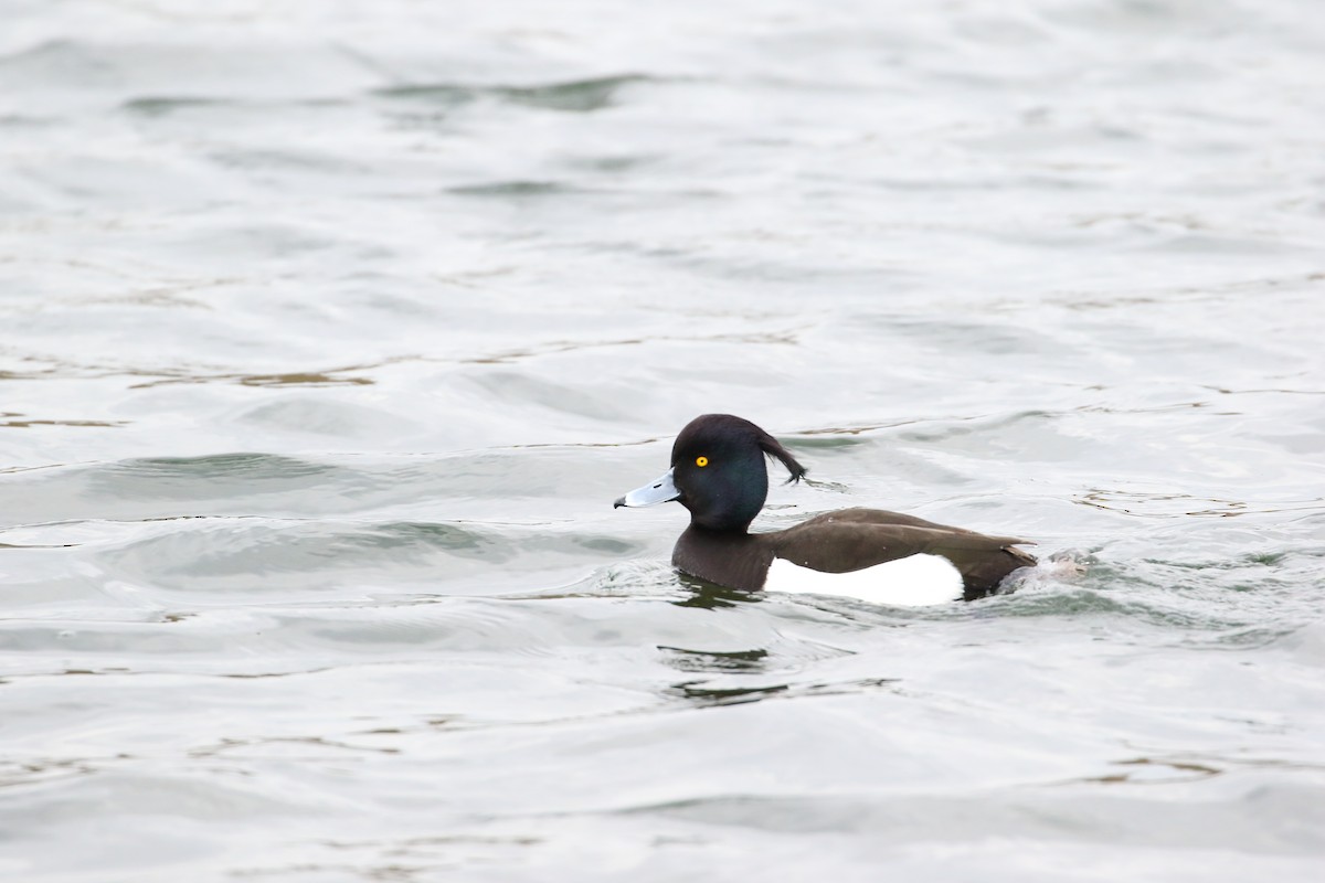 Tufted Duck - Shawn Miller