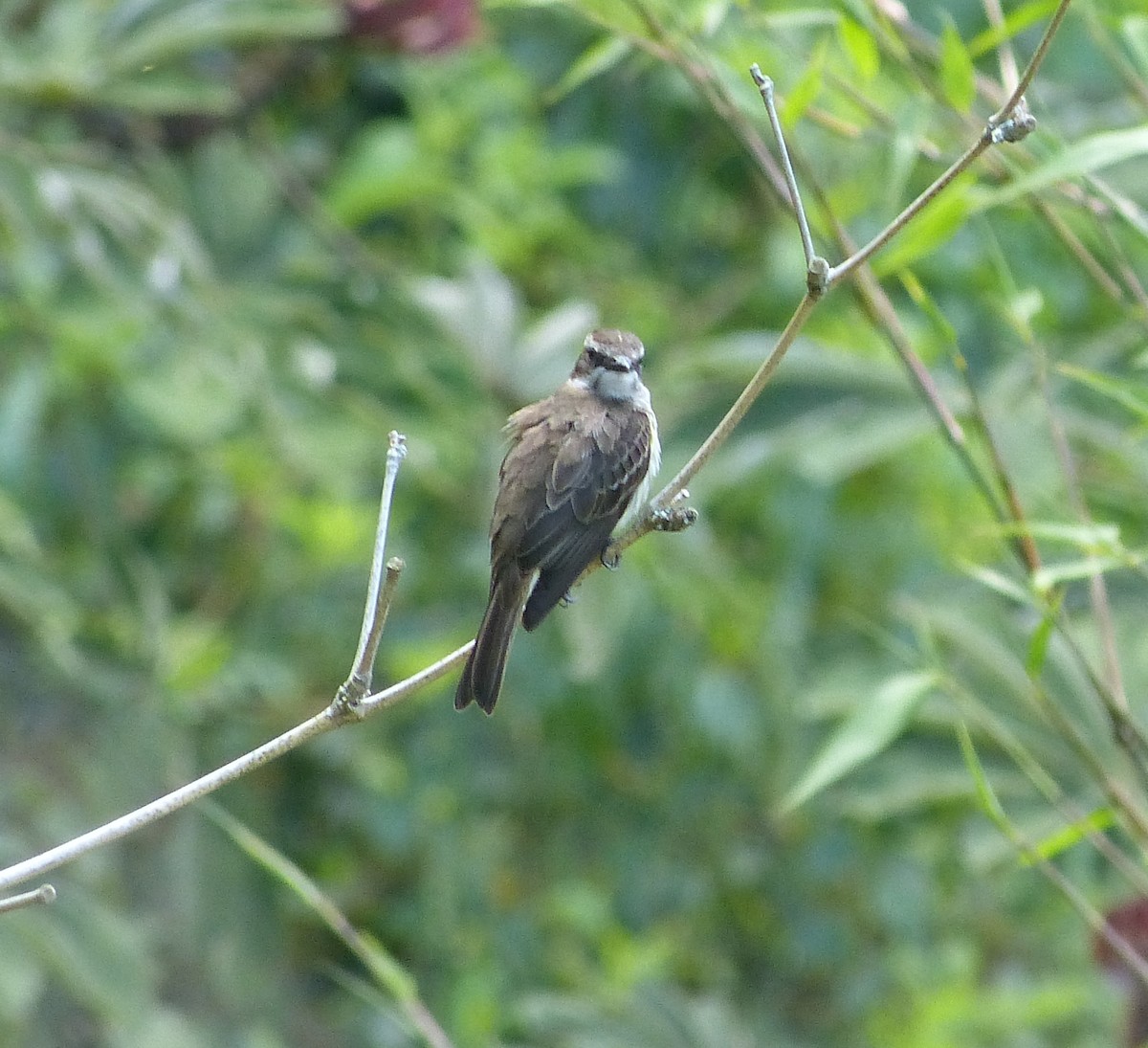 Piratic Flycatcher - ML162950231