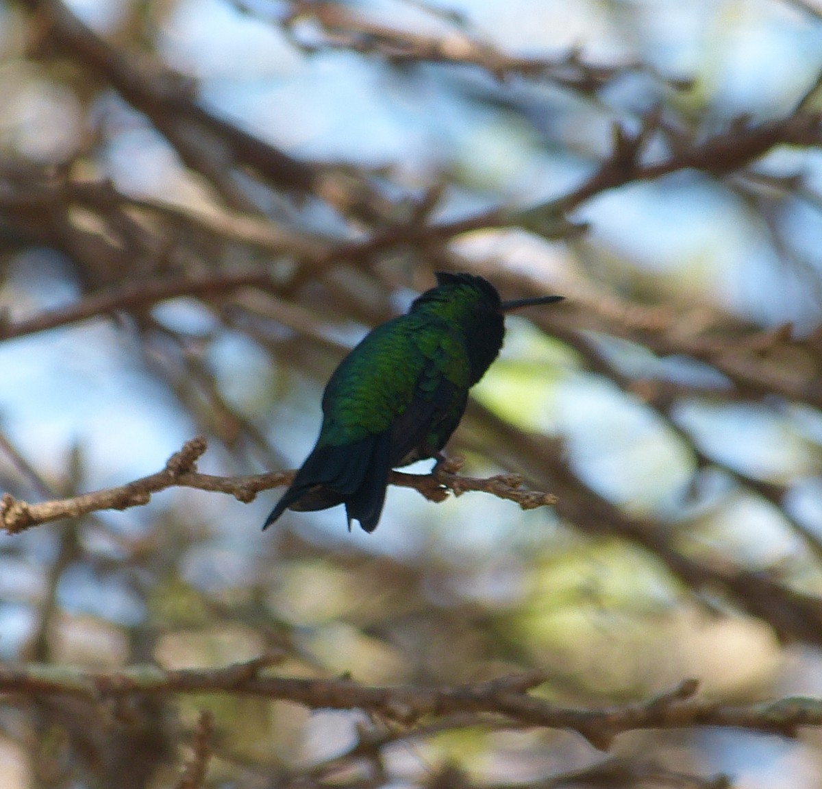 Red-billed Emerald - ML162951031