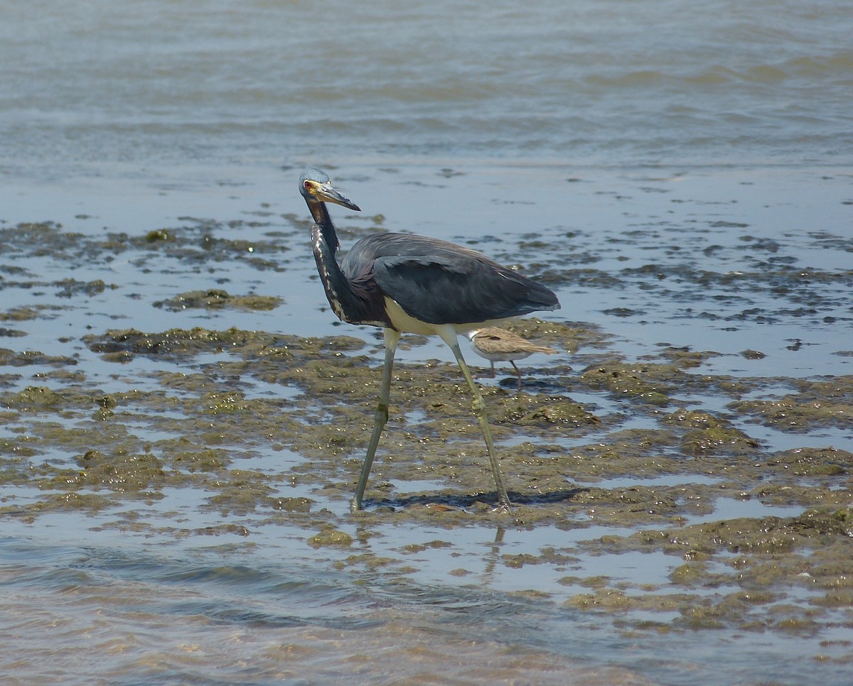 Tricolored Heron - ML162951611