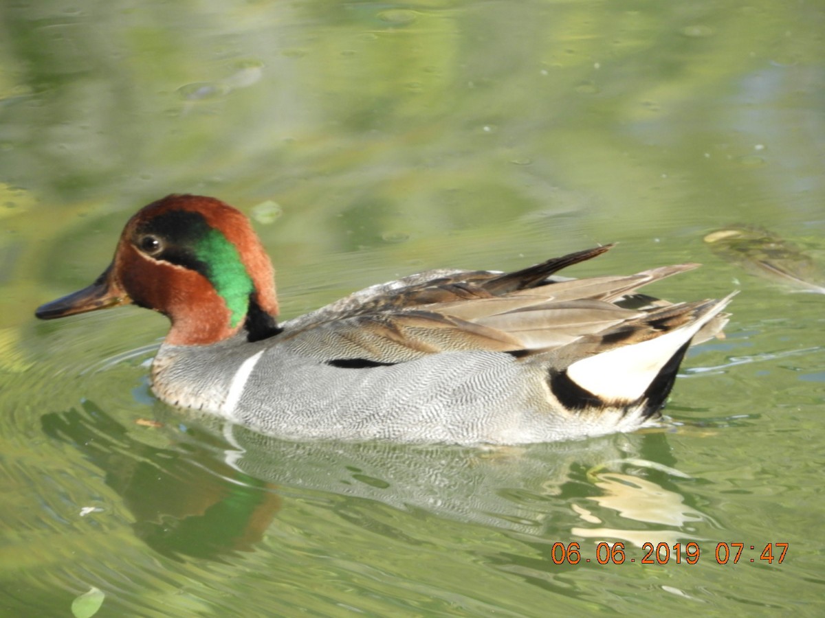 Green-winged Teal - ML162954791