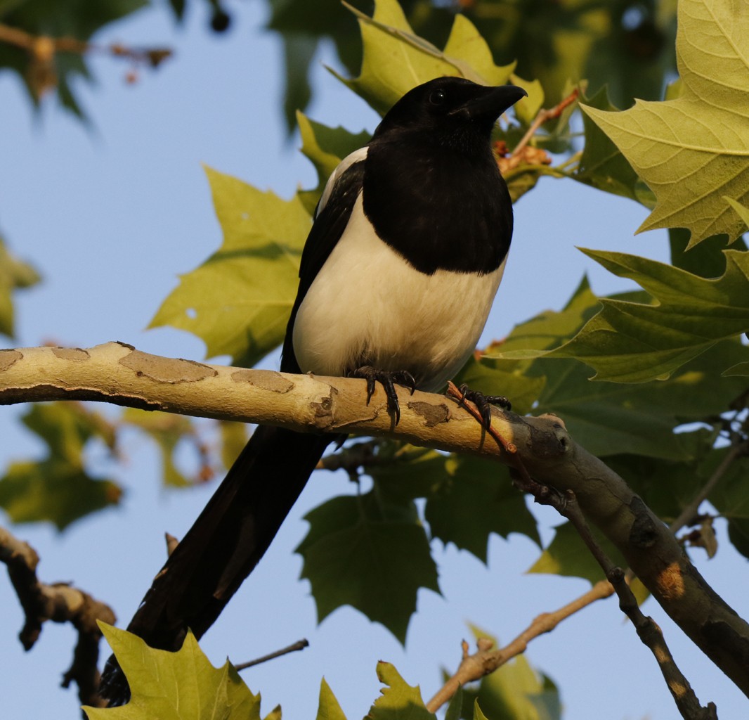 Eurasian Magpie - ML162955281