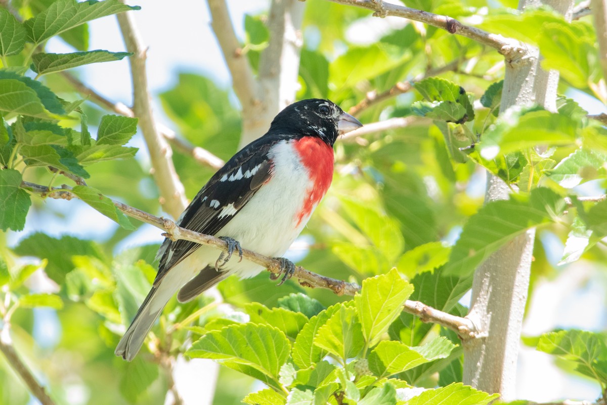 Rose-breasted Grosbeak - ML162956051