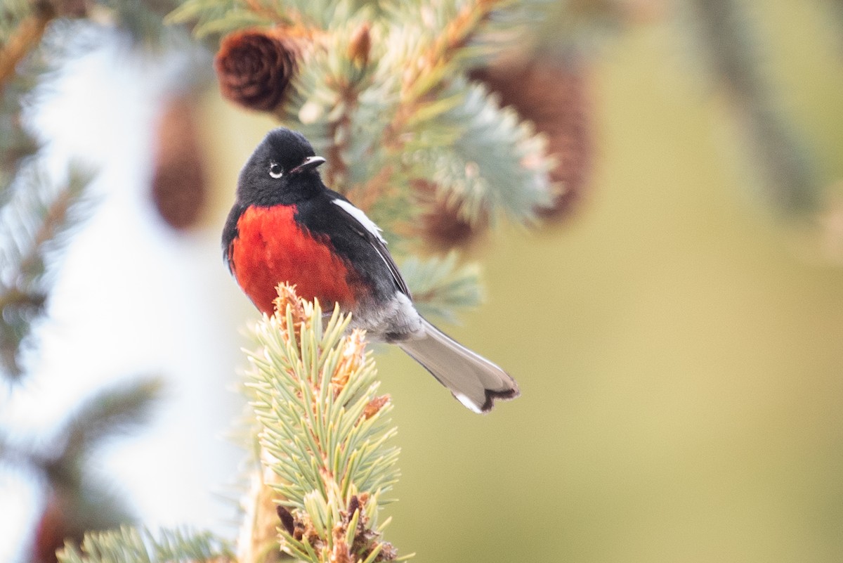 Painted Redstart - ML162956821