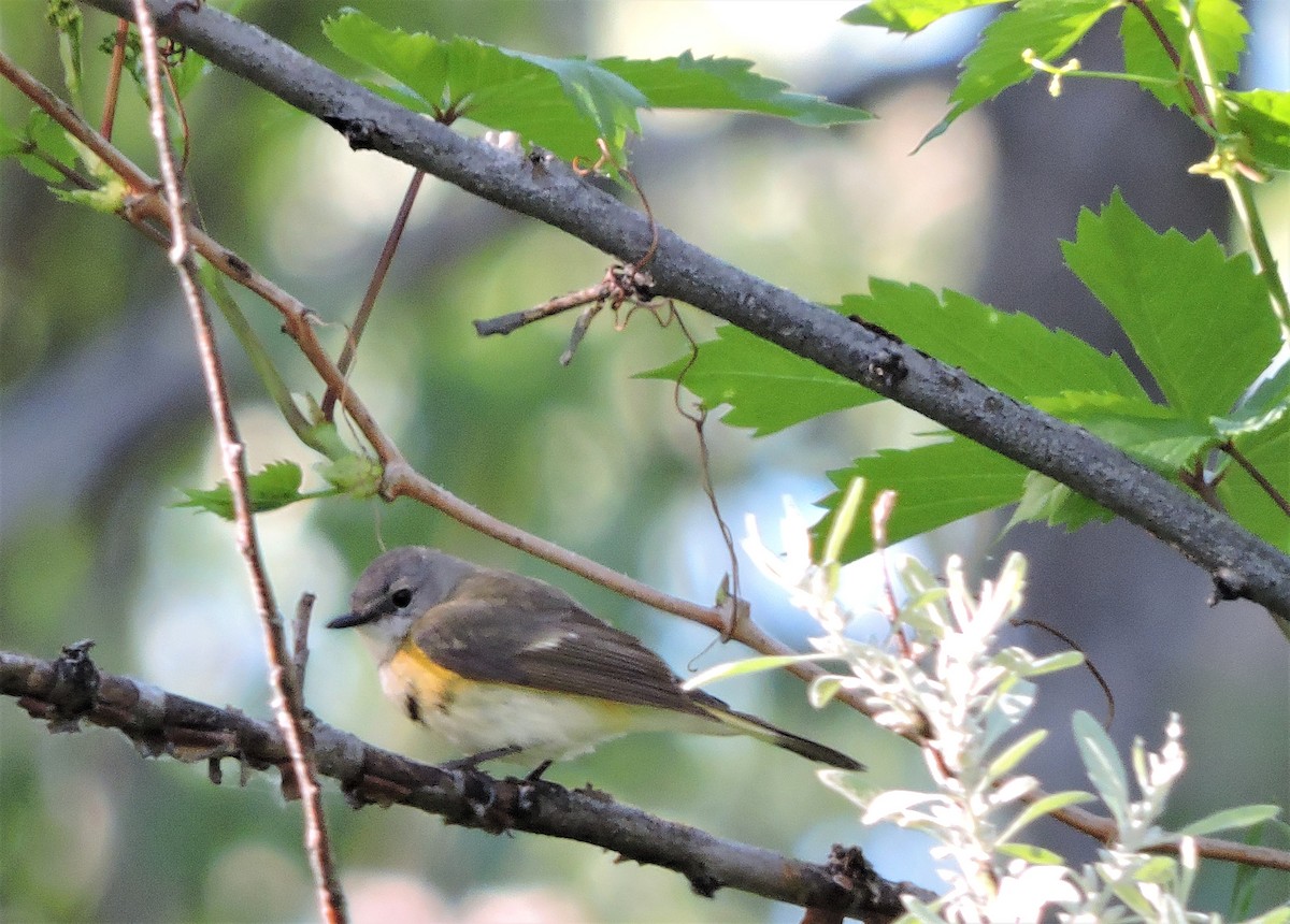 American Redstart - Daniel Casey