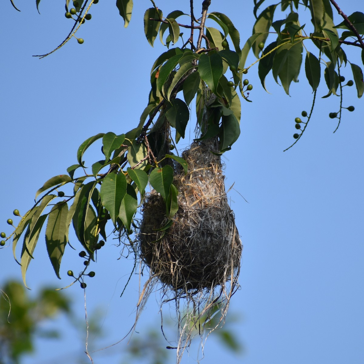 Baltimore Oriole - Andrew Rapp