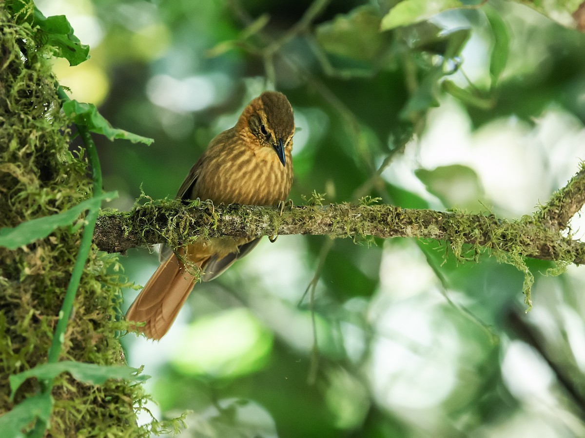 Rufous-necked Foliage-gleaner - ML162958201