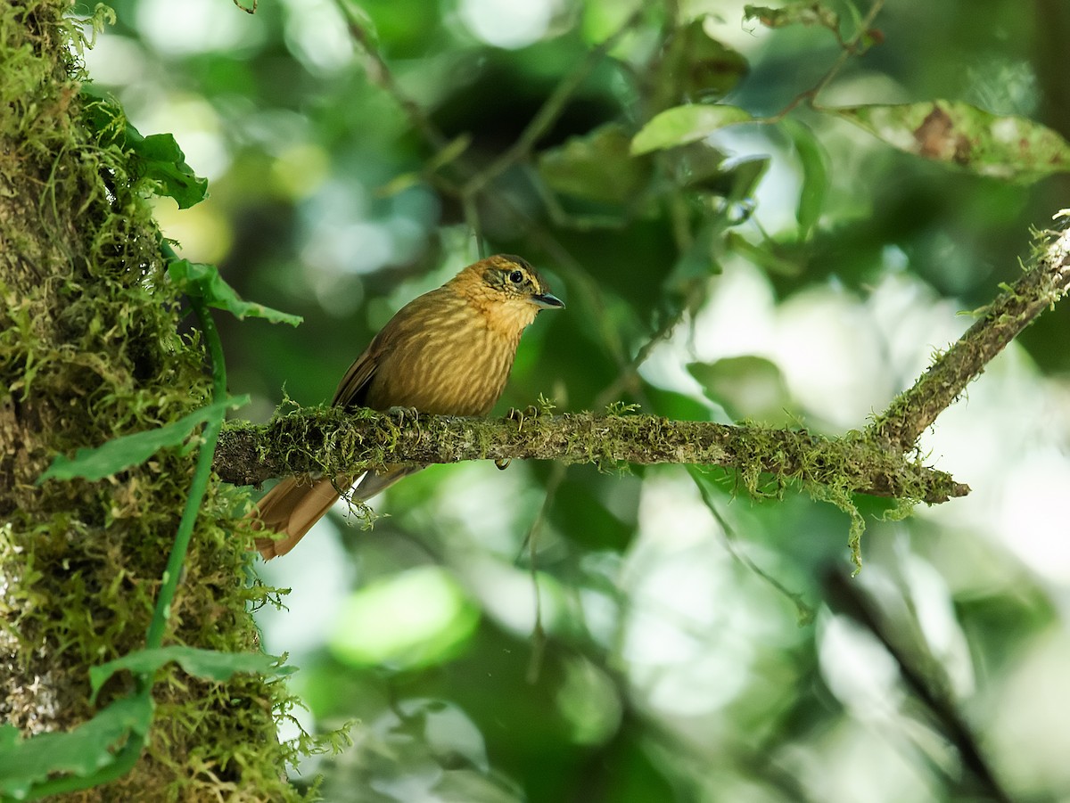 Rufous-necked Foliage-gleaner - Nick Athanas