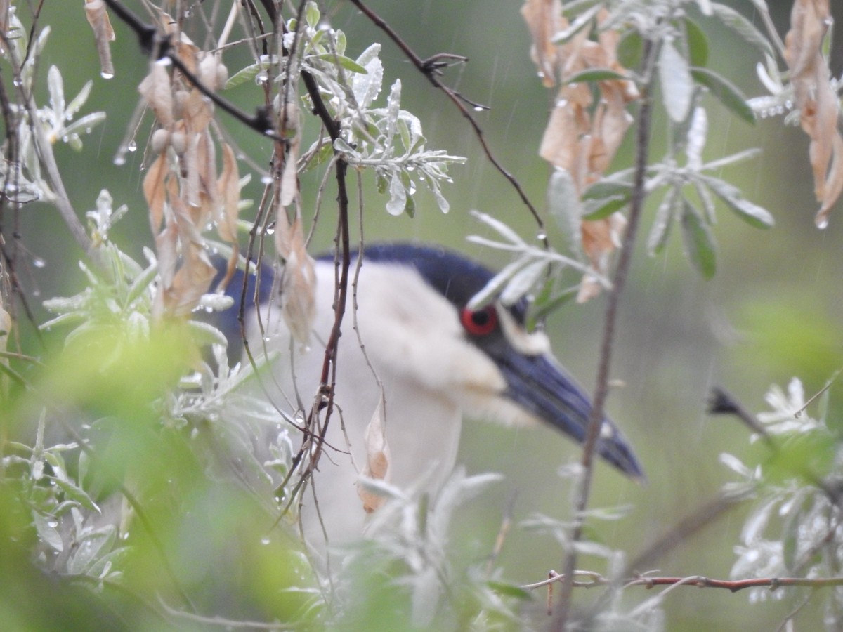 Black-crowned Night Heron - ML162958671