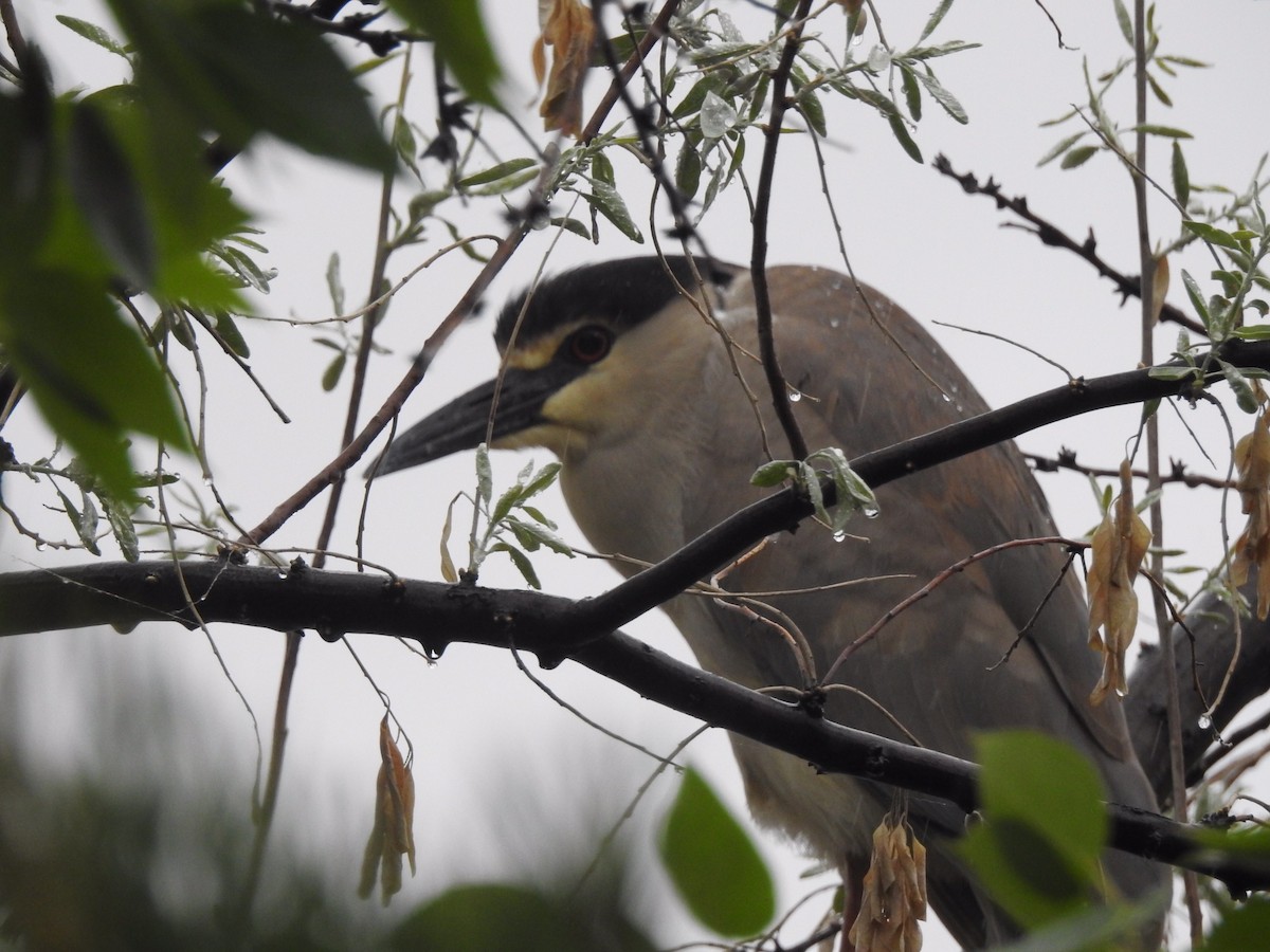 Black-crowned Night Heron - ML162958691