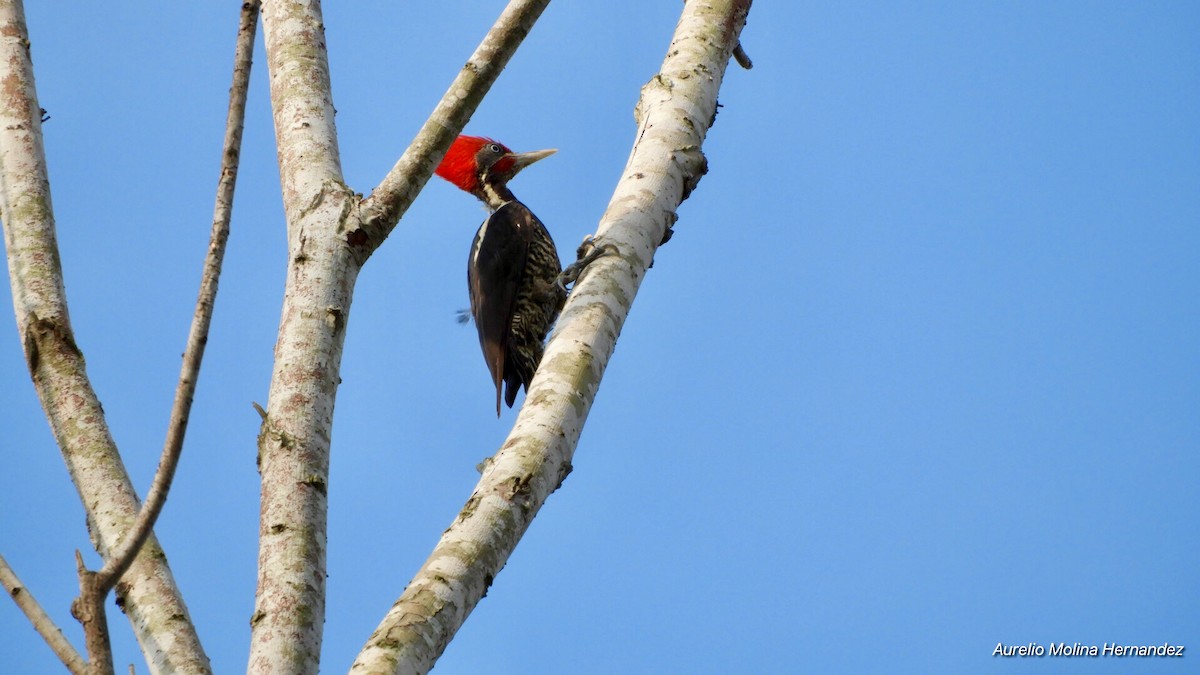 Lineated Woodpecker - ML162959971