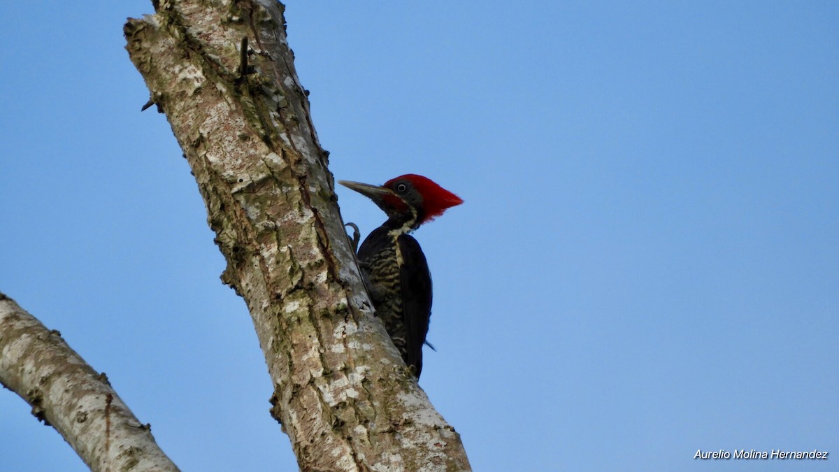 Lineated Woodpecker - ML162959981