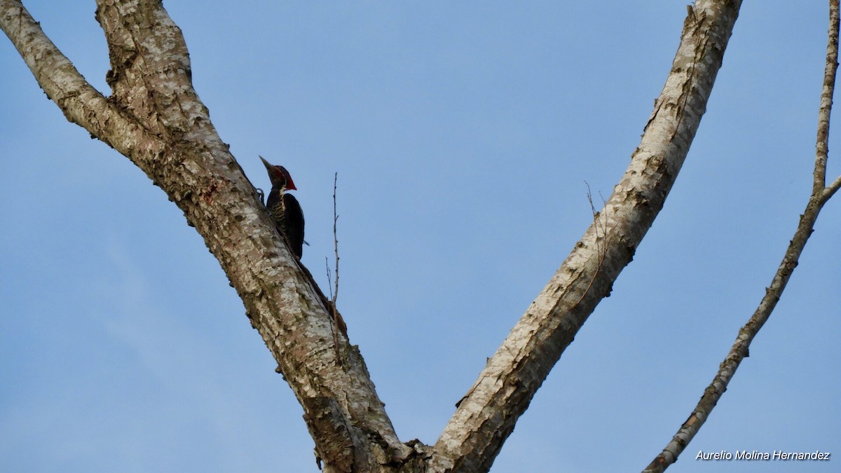 Lineated Woodpecker - ML162959991