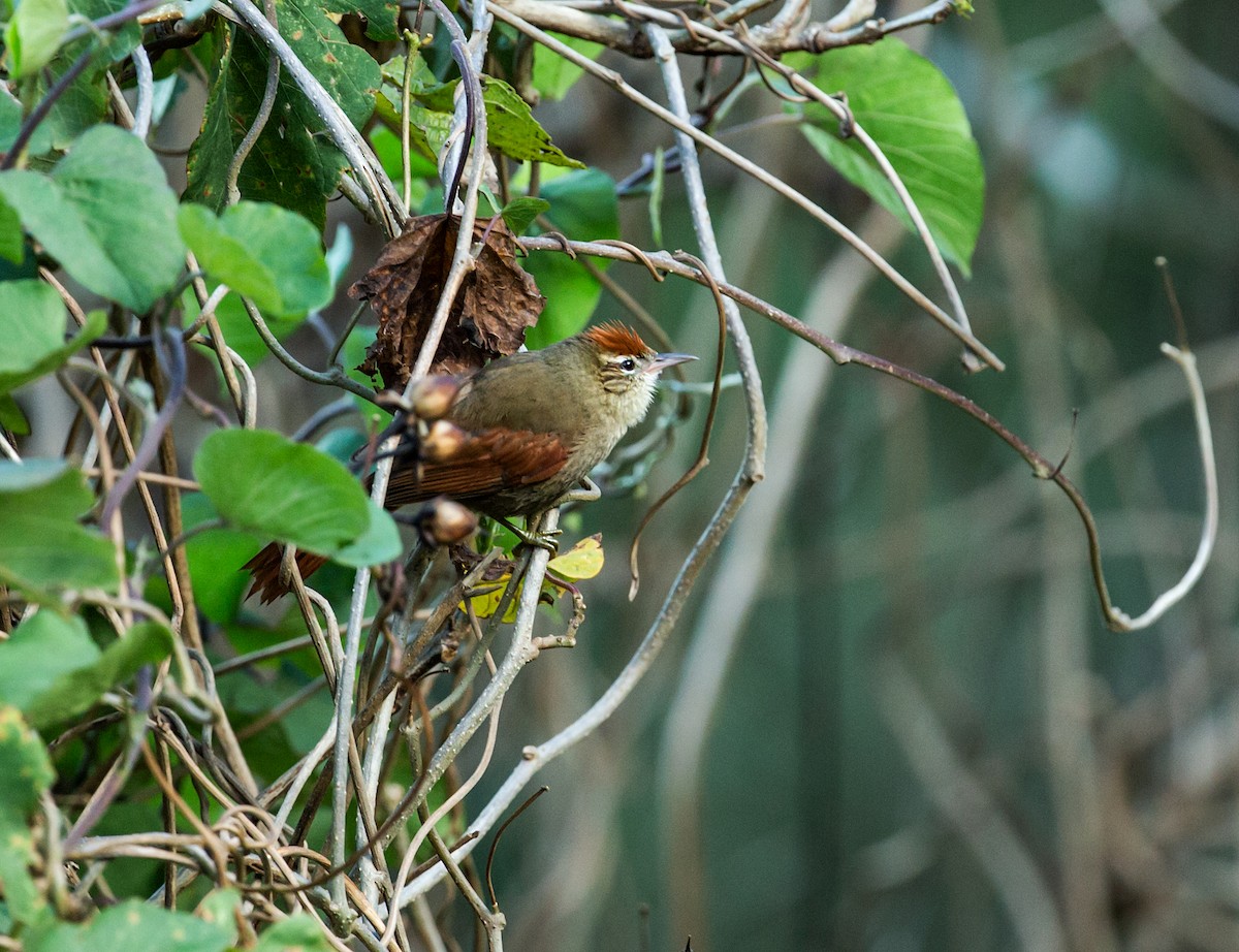 Line-cheeked Spinetail (Line-cheeked) - ML162961441