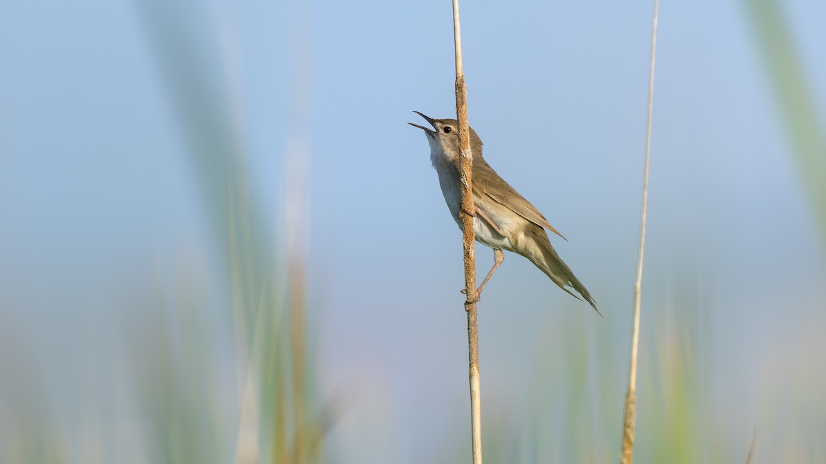 Savi's Warbler - Ferit Başbuğ