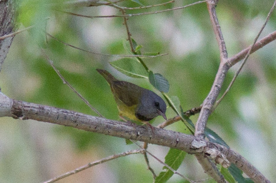 Mourning Warbler - Justyn Stahl