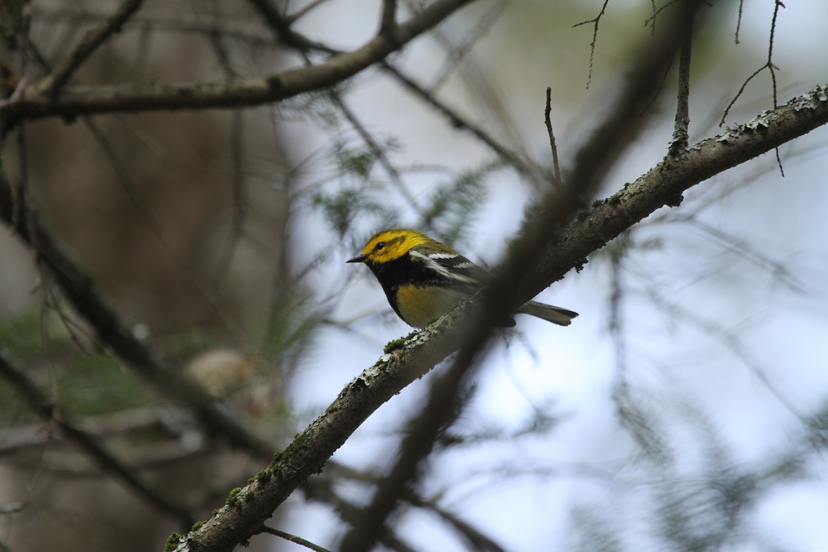 Black-throated Green Warbler - ML162966081