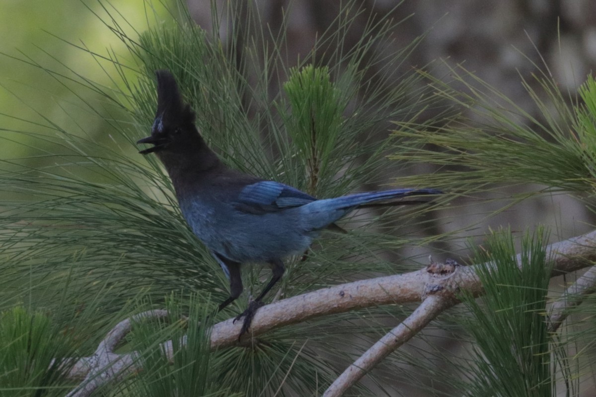 Steller's Jay - ML162966551