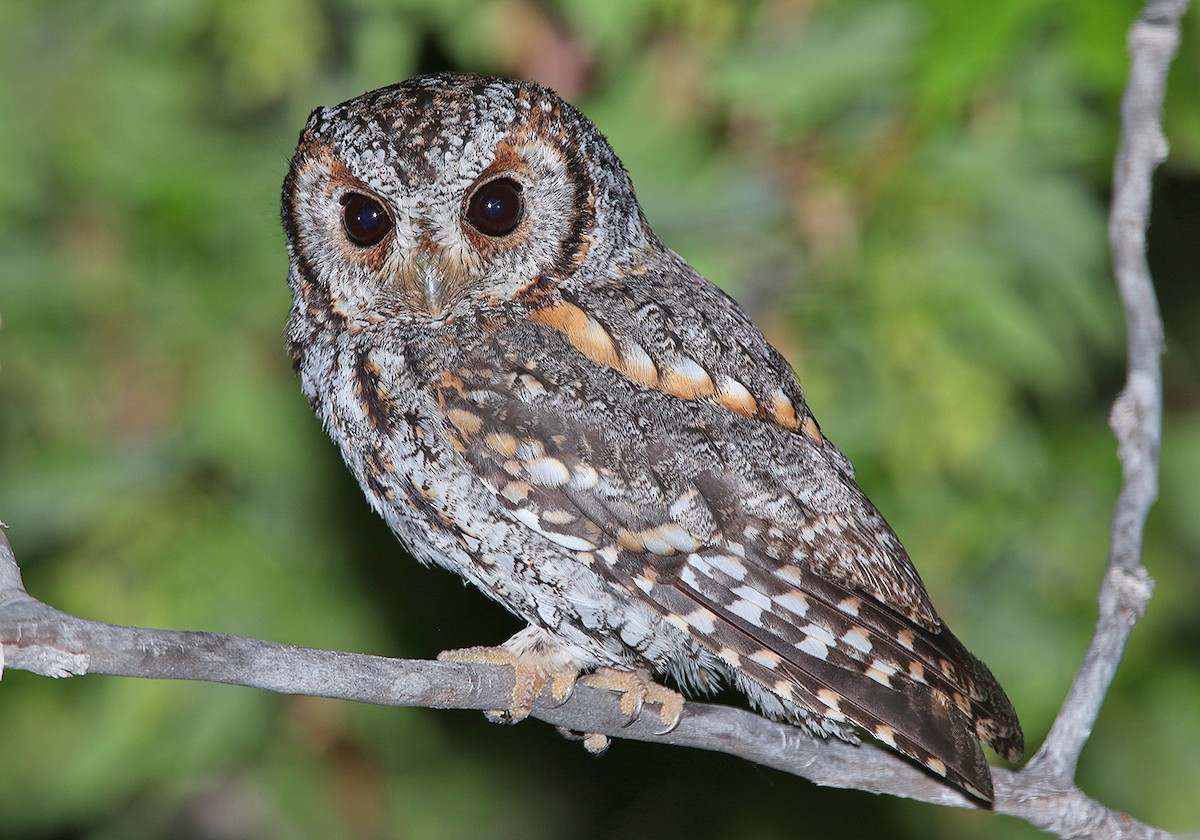 Flammulated Owl - ML162967471