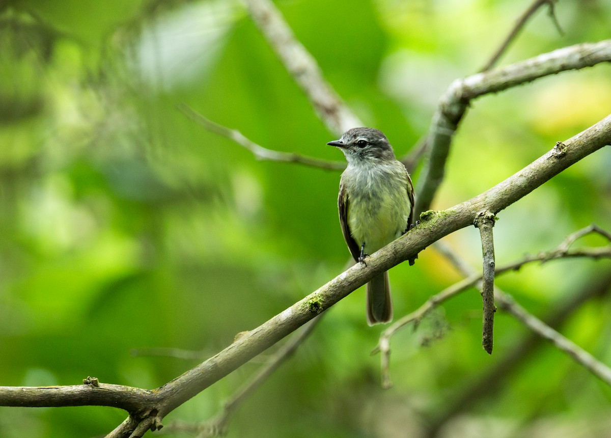 Pacific Elaenia - Nick Athanas